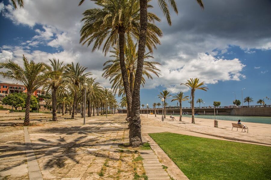 Palm trees lining a sunny promenade in Palma de Mallorca