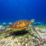 Pamilacan island: Dolphins, snorkel, lunch and walking tour - Analyzing the Value: Is It Worth It?