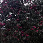 Panch Kedar Yatra Multi Day Tour from Dehradun - Who Would Love This Tour?