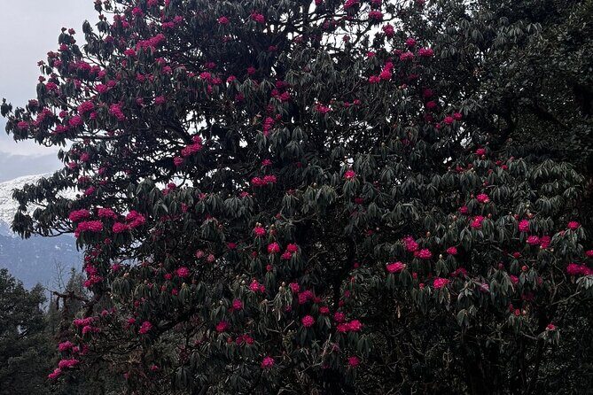 Panch Kedar Yatra Multi Day Tour from Dehradun - Who Would Love This Tour?