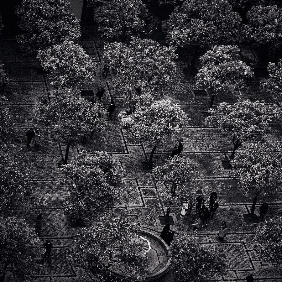 Patio de los Naranjos with orange trees in geometric rows