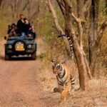Pench National Park: Skip the Line Access to Jungle Safari - The Practical Side of the Tour