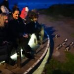 Penguin Parade: General Viewing Ticket - What You Can Expect