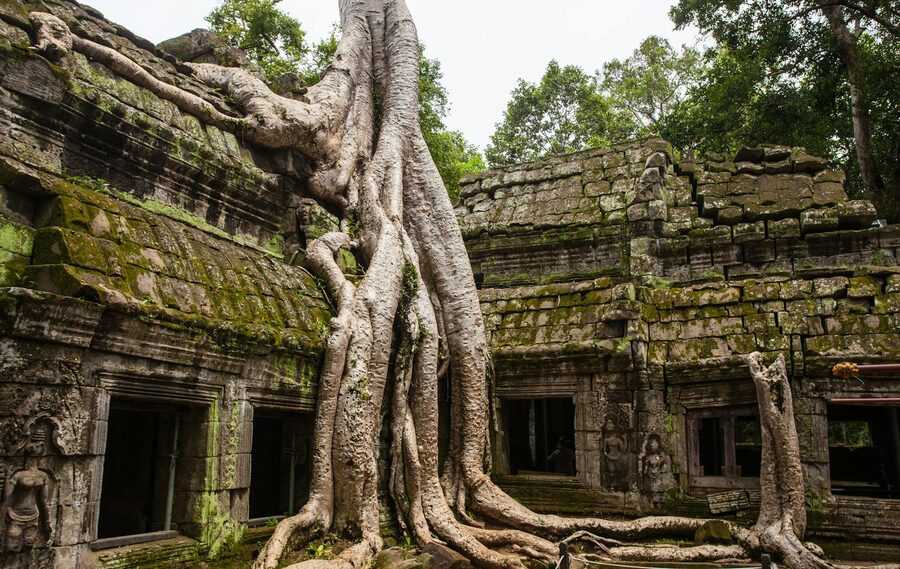 Ancient Ta Prohm temple with massive tree roots in Siem Reap, Cambodia