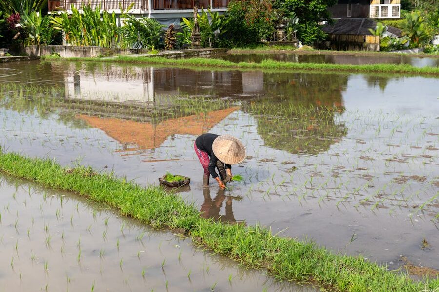 Farmer planting rice in a Bali paddy field