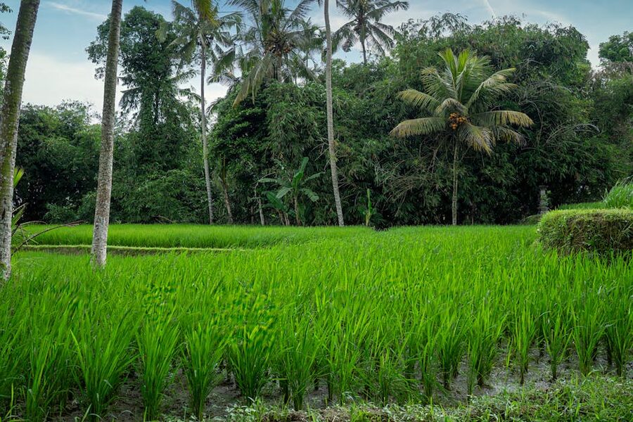 Bali rice fields with palm trees