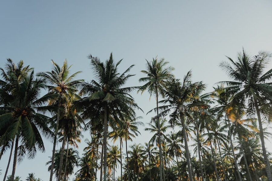 Coconut palm trees against blue sky in Bali
