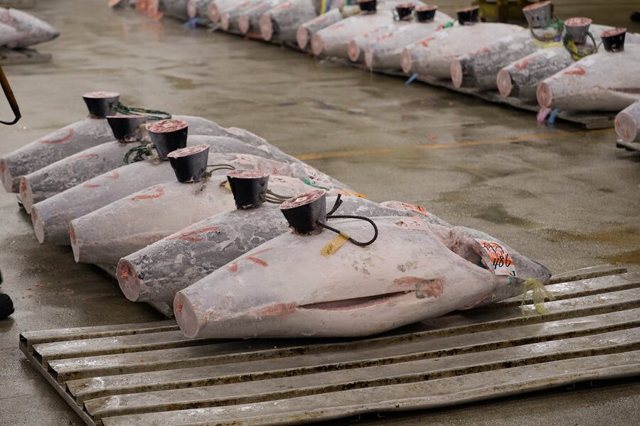 Frozen tuna lined up at Tokyo Tsukiji Fish Market for auction