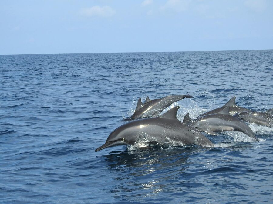 A pod of dolphins gracefully swimming in blue ocean water off a coast