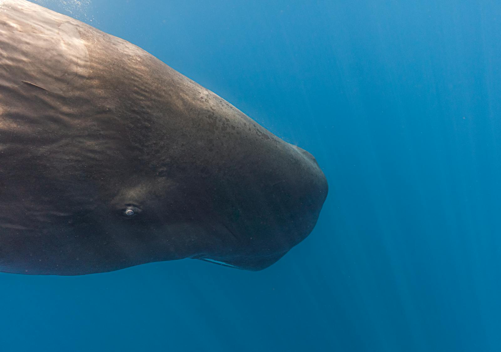 A sperm whale swimming underwater close to the camera in Sri Lankan waters