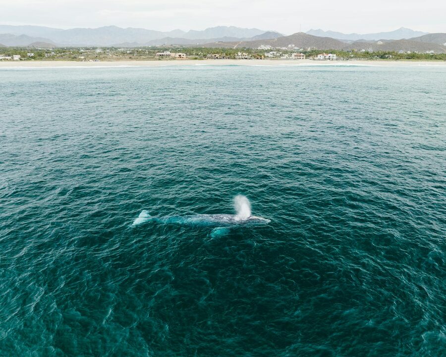 Aerial drone view of a whale surfacing in blue water near a scenic coastline
