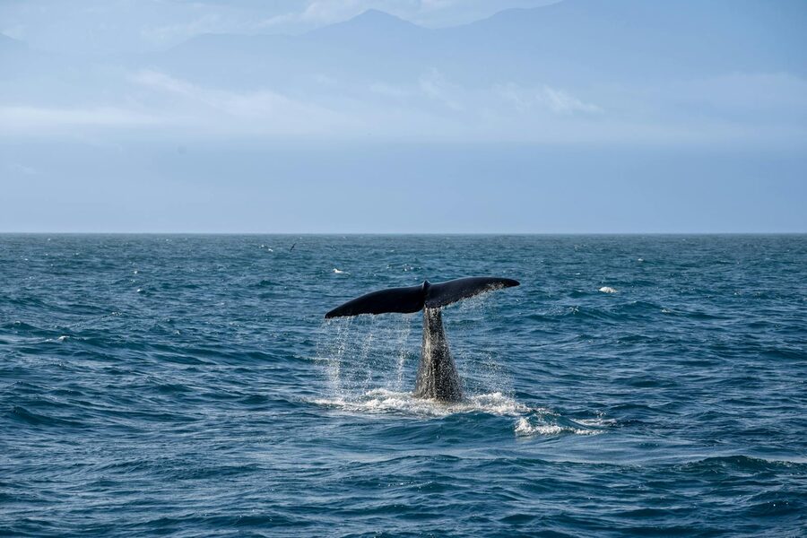 A whale tail splashing as the whale dives below the surface in a deep blue ocean
