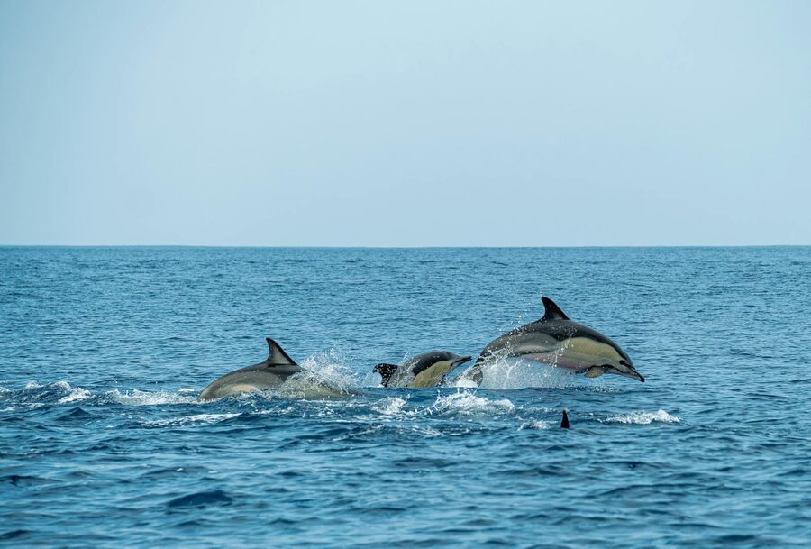 A group of dolphins joyfully leaping through the ocean waves