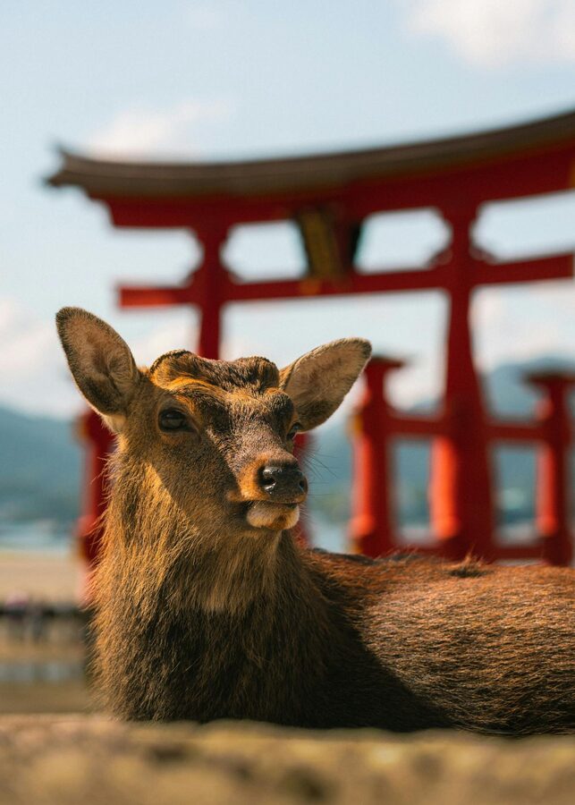 A sika deer sits calmly in front of the iconic floating torii gate at Miyajima Island Japan