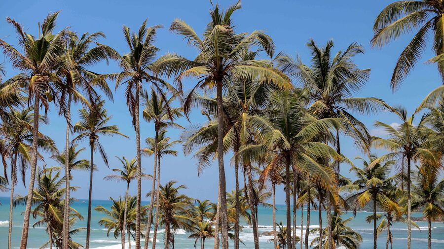 A picturesque view of palm trees along the coastline at Mirissa Sri Lanka