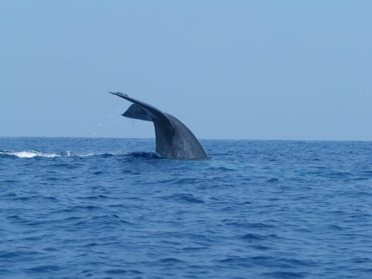 A blue whale diving below the surface with its tail visible in the open ocean off Sri Lanka