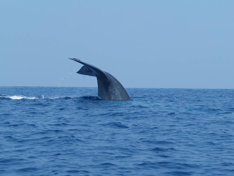 A blue whale diving below the surface with its tail visible in the open ocean off Sri Lanka