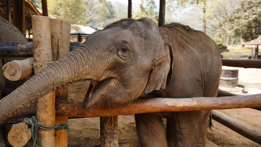A baby elephant interacting with a wooden fence at a Chiang Mai sanctuary