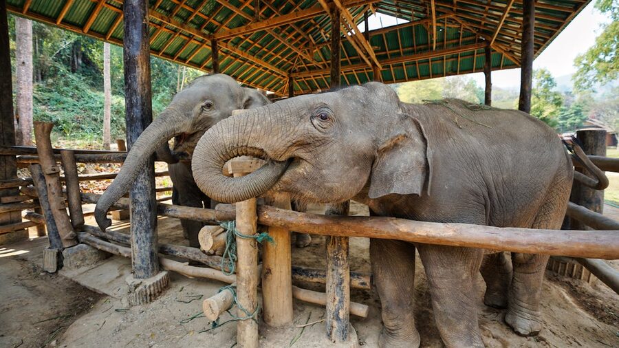 Two Asian elephants in a rustic enclosure at a Chiang Mai sanctuary