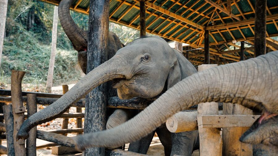 Asian elephants interacting at a sanctuary in Chiang Mai