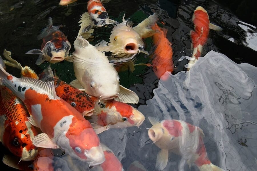 Brightly colored koi fish swimming together in clear pond water