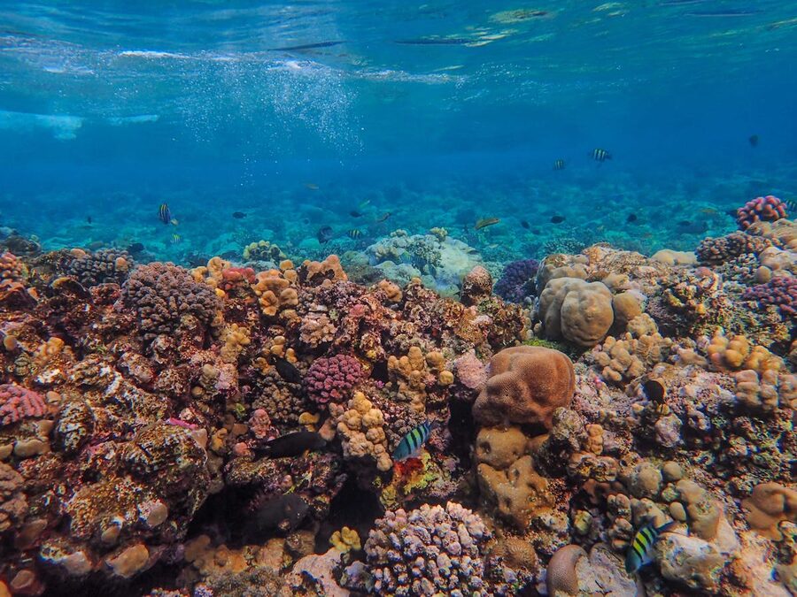 Colorful coral reef with diverse fish in clear blue water