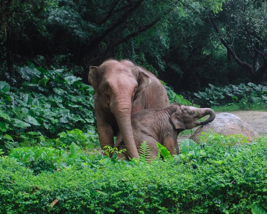Mother and baby Asian elephant together in lush greenery