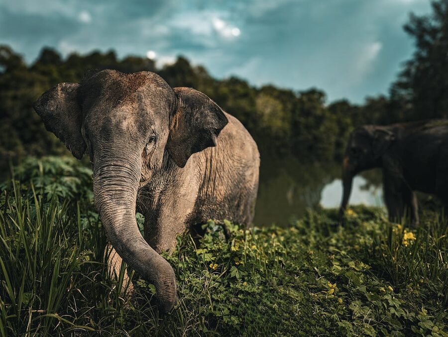 Close-up of Asian elephant in natural habitat surrounded by greenery