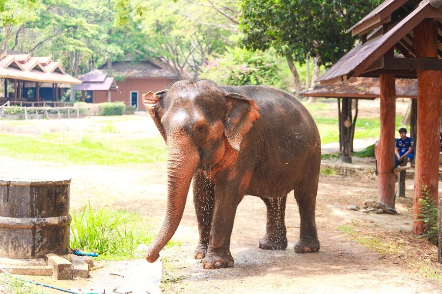 Asian elephant cooling down with water spray in outdoor setting