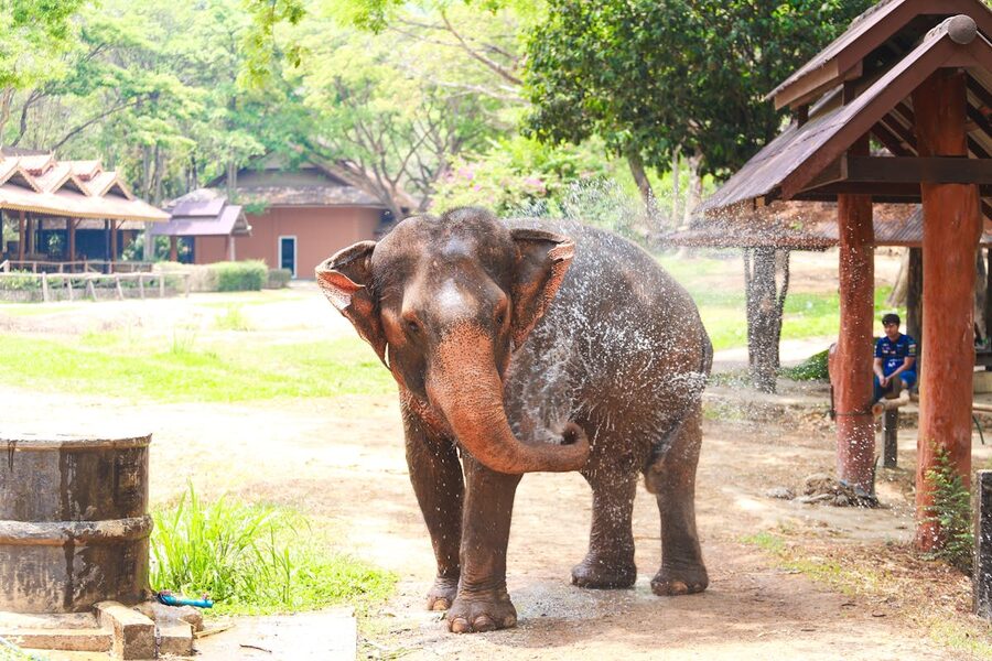 Asian elephant cooling off with shower at outdoor park