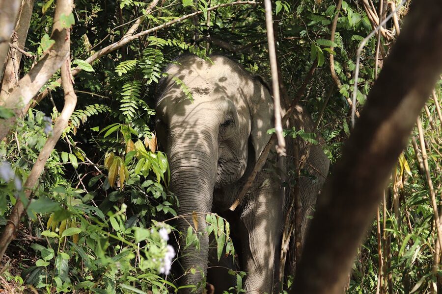 Close-up of an elephant hidden in dense Chiang Mai jungle foliage