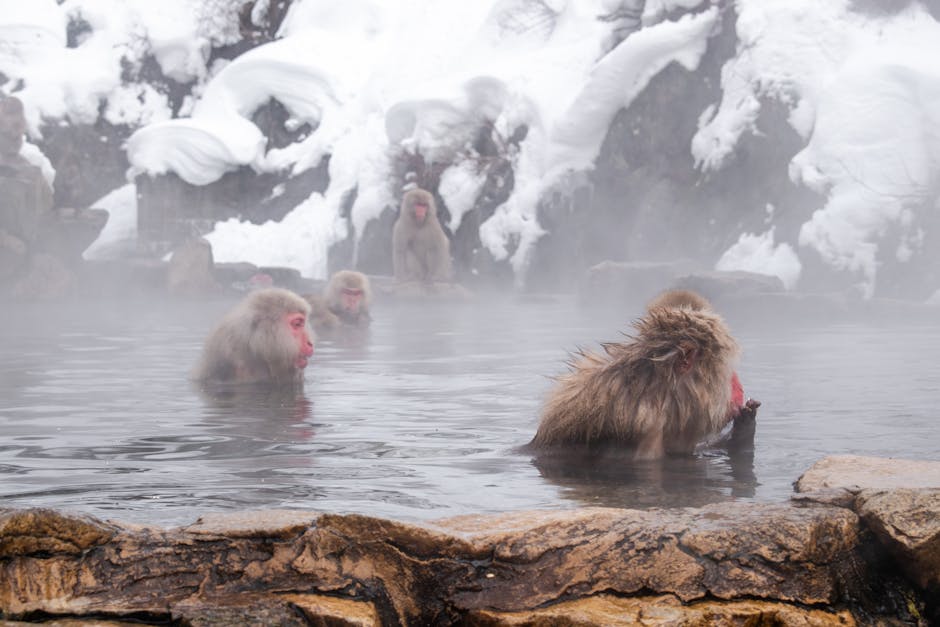 Snow monkeys in hot springs at Jigokudani in snowy conditions