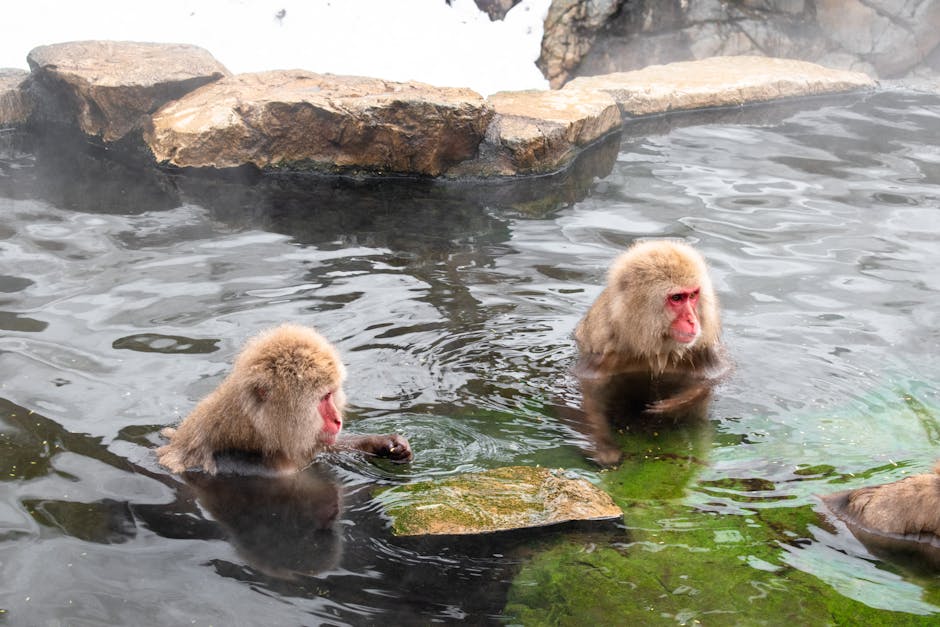 Japanese macaques bathing in a steaming hot spring in Nagano