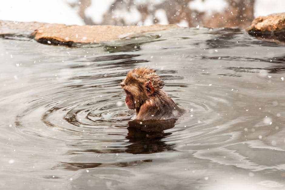 Snow monkey in hot spring in Nagano during winter snowfall