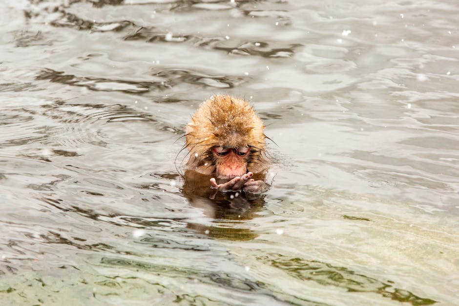 Japanese snow monkey relaxing in hot spring in Nagano