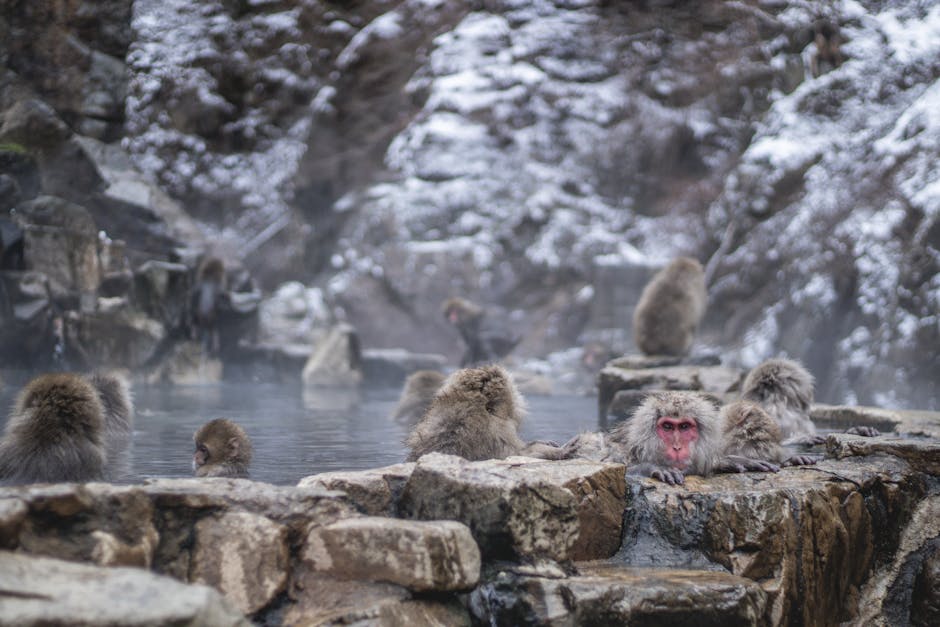 Snow monkeys sitting in hot spring water during winter
