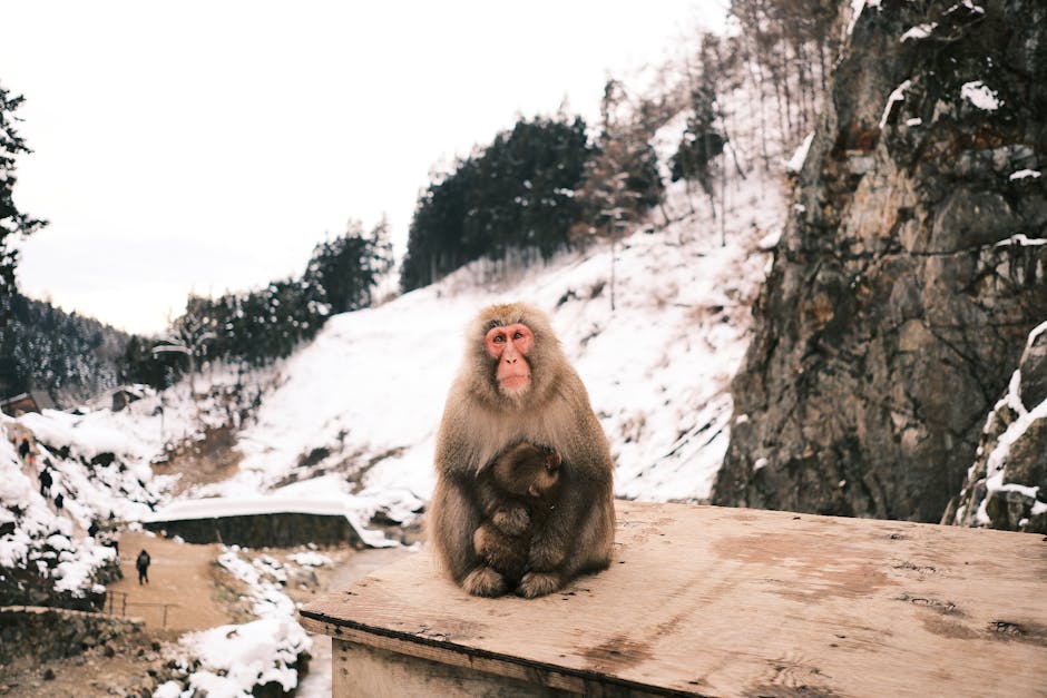 Japanese snow monkeys sitting in winter forest setting