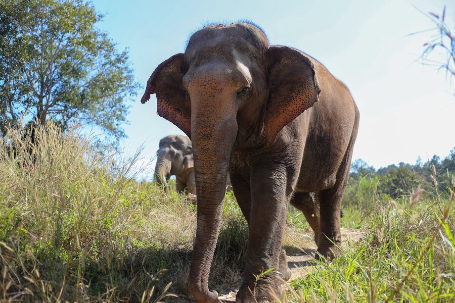Close-up of Asian elephant in a sanctuary in Thailand