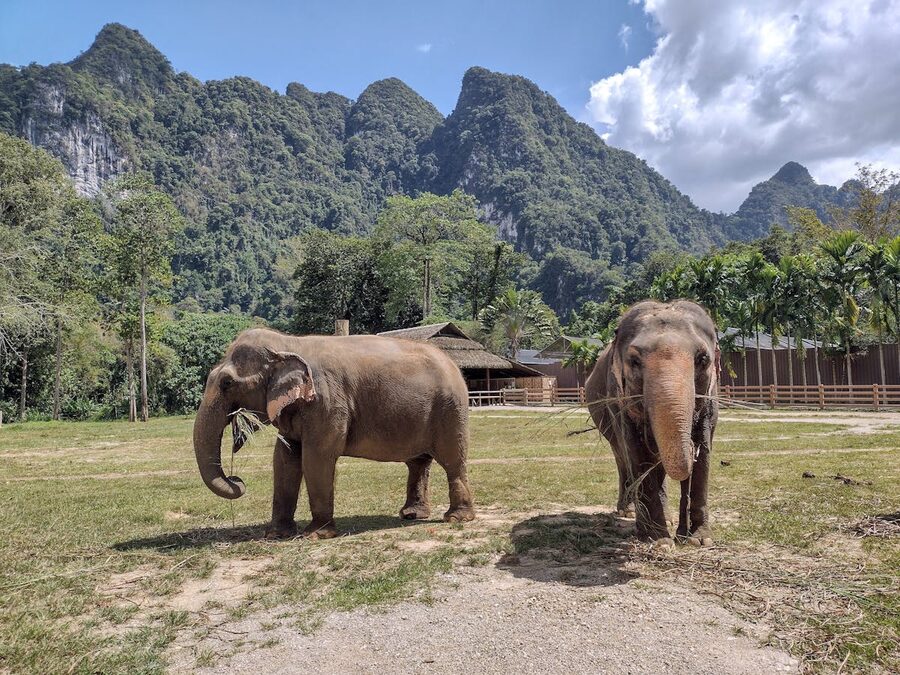 Two Asian elephants roaming a natural sanctuary with mountains in the background