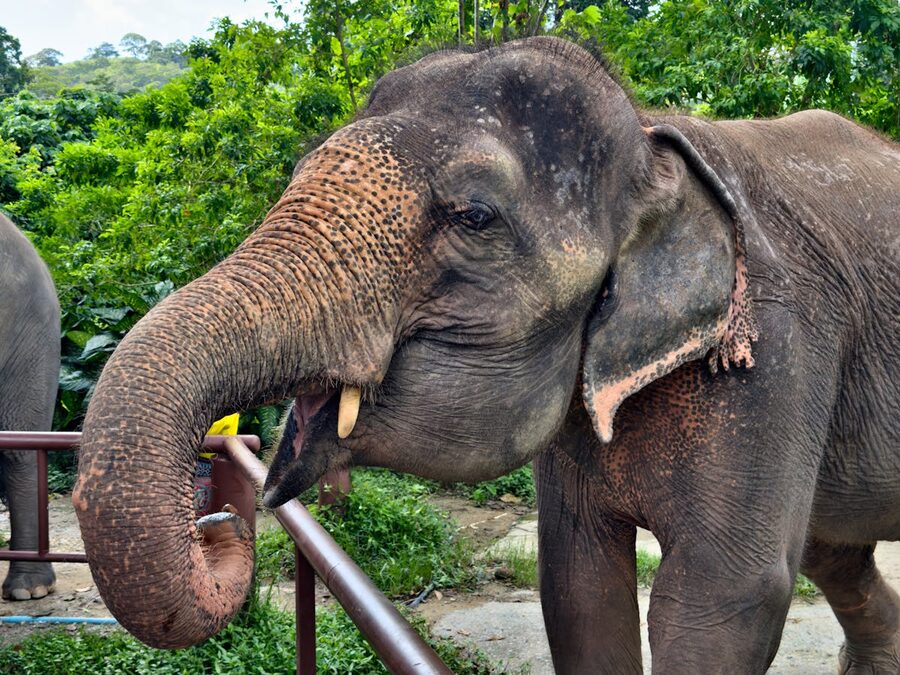 Close-up of an Asian elephant in a lush Thai sanctuary setting