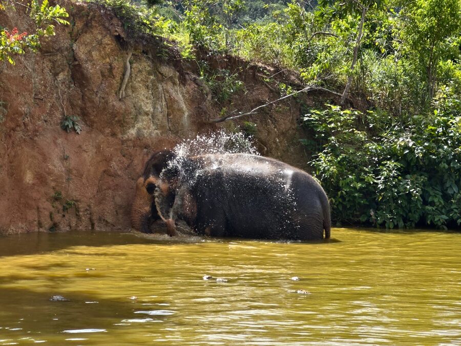 Asian elephant splashing water in a natural river setting at a sanctuary