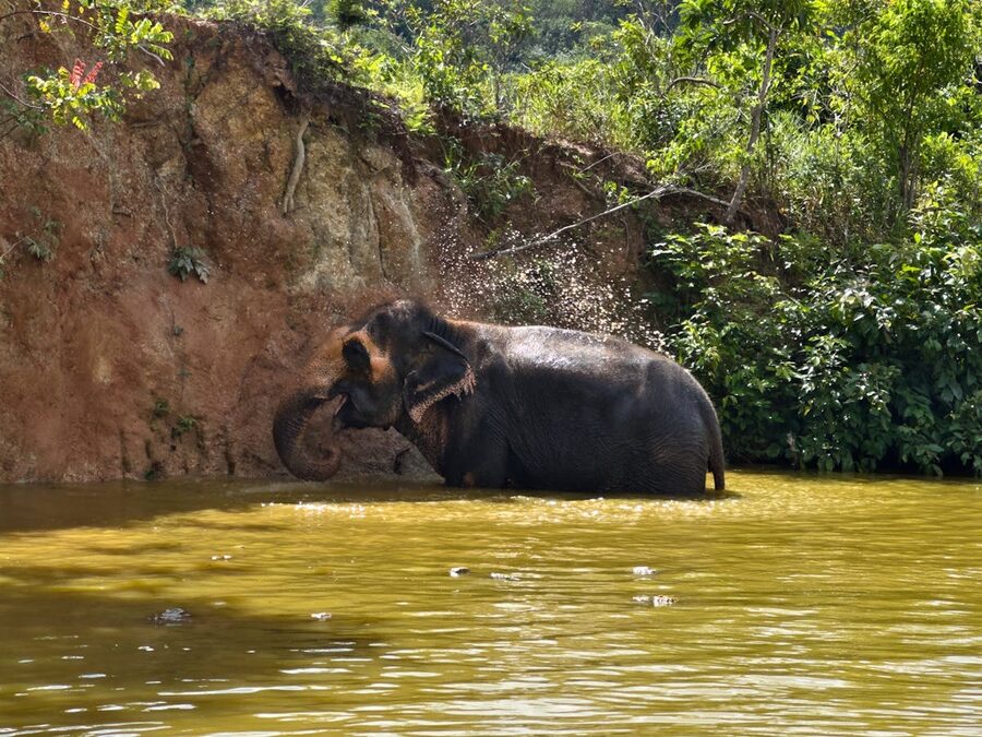 Asian elephant bathing in a forest pond at a Thai sanctuary
