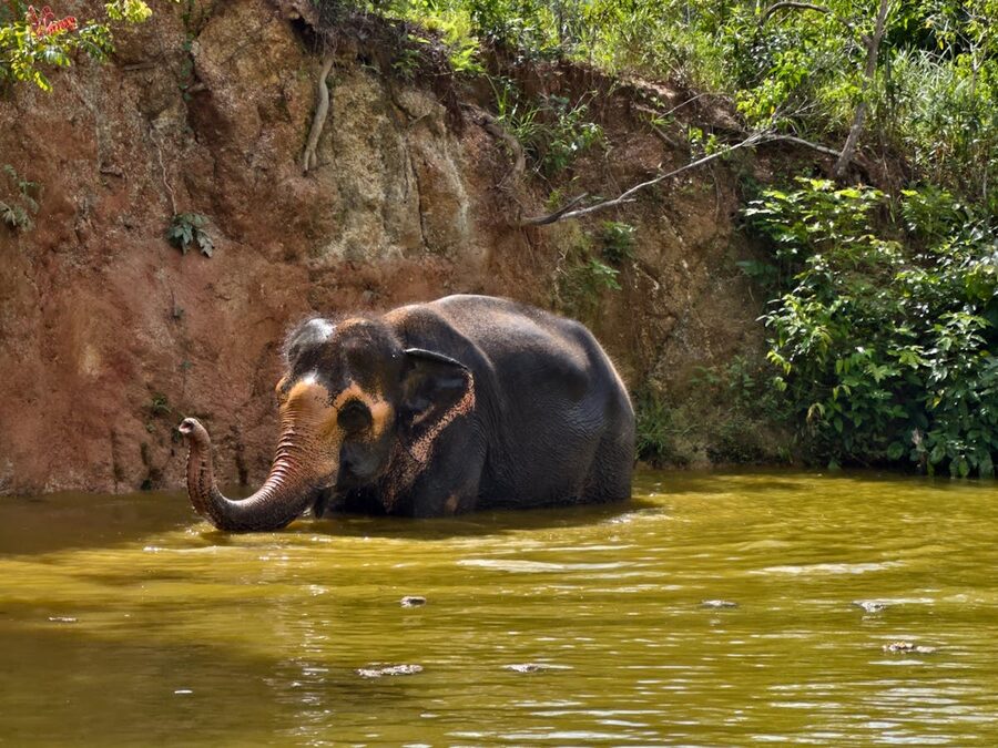 Rescued Asian elephant enjoying a bath in natural pond