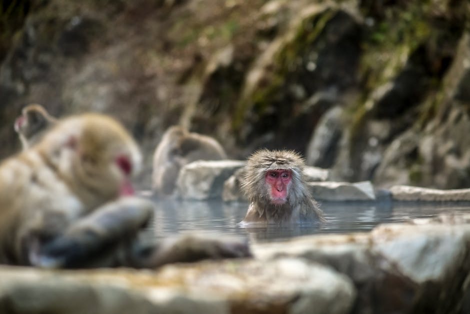 Snow monkeys relaxing together in natural hot spring