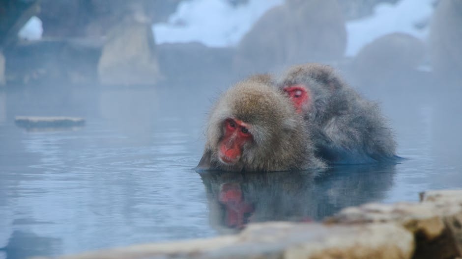 Japanese macaques bathing in natural hot spring water