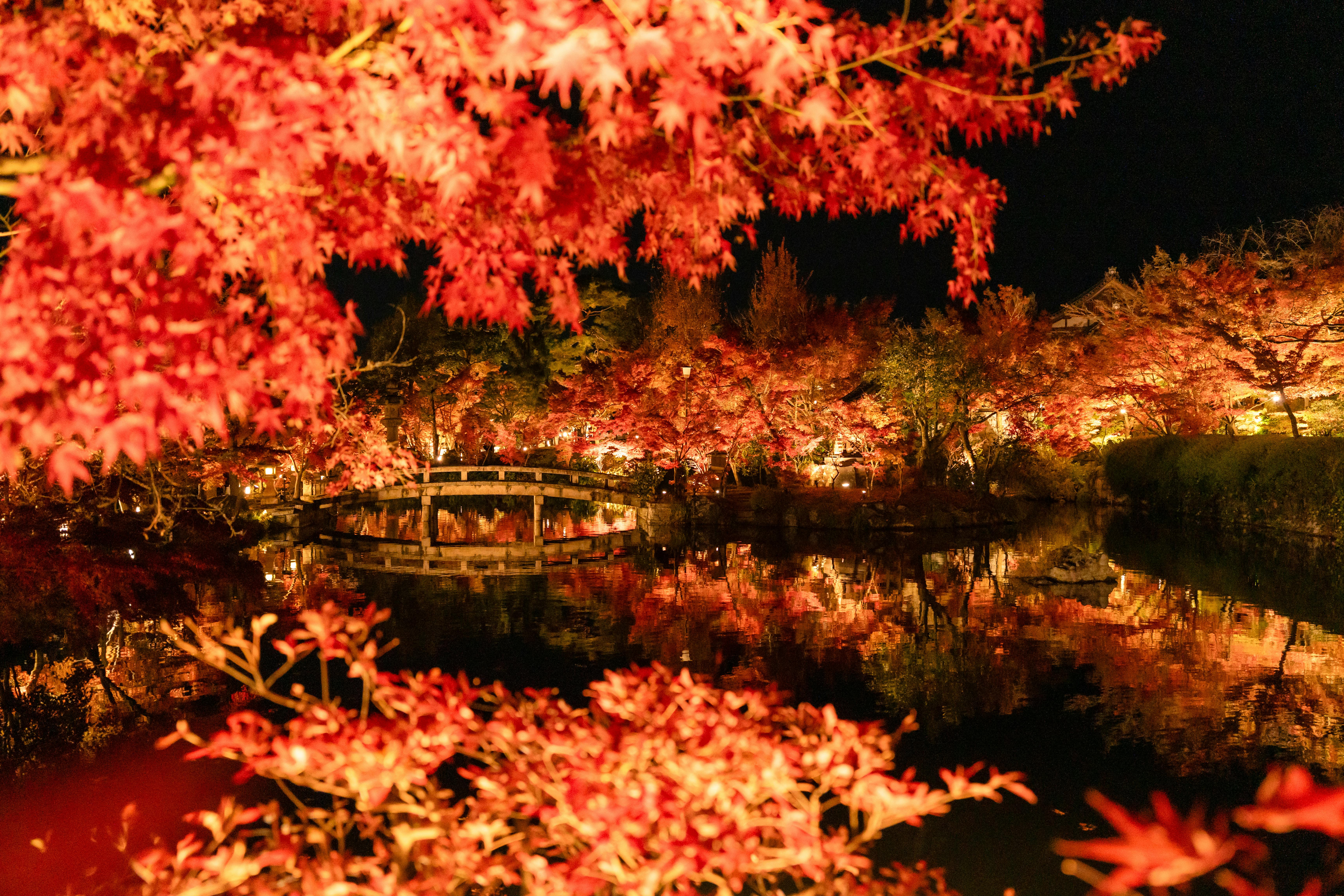 Illuminated red maple leaves over pond with Japanese bridge at night