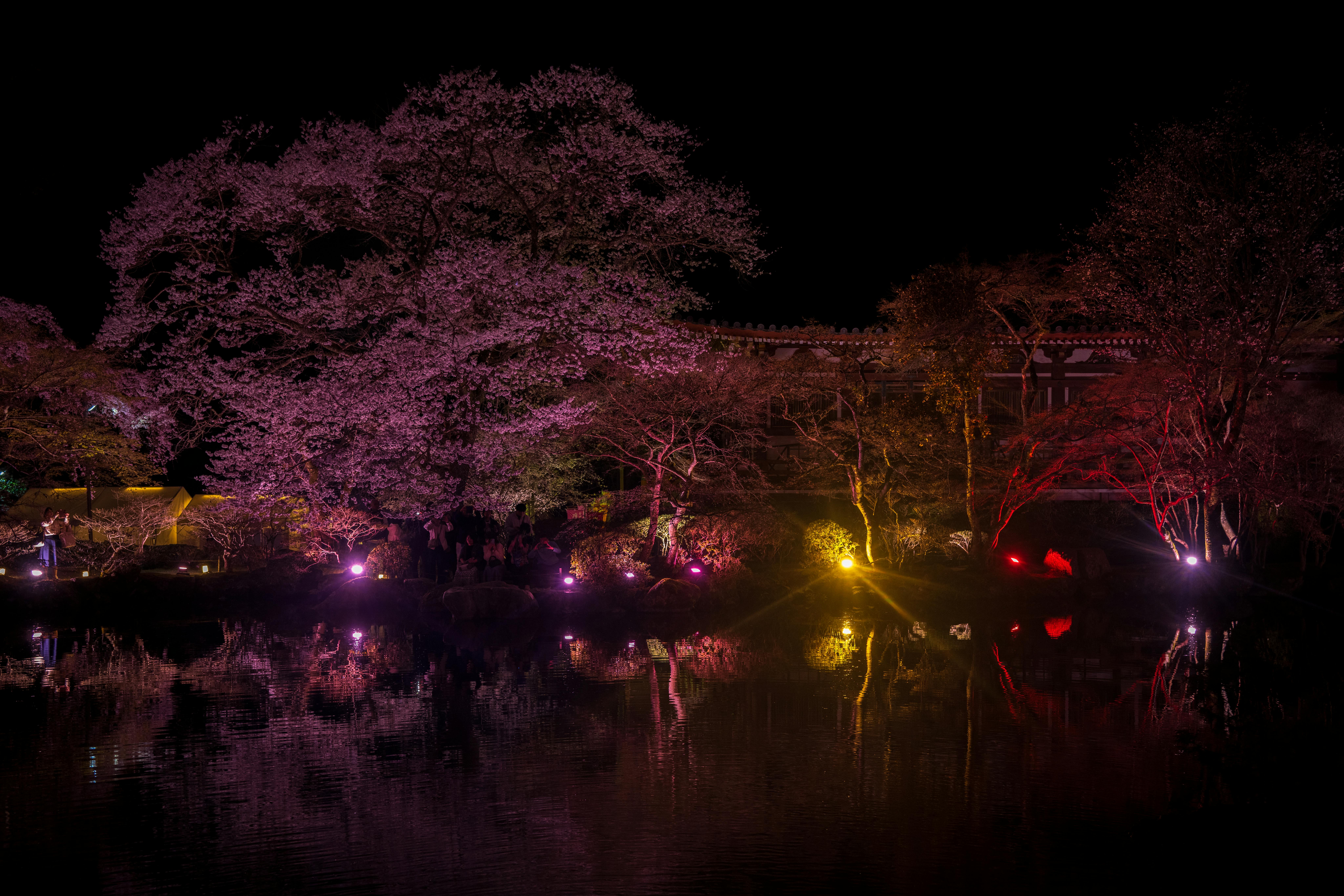 Illuminated cherry blossoms reflecting on water at night