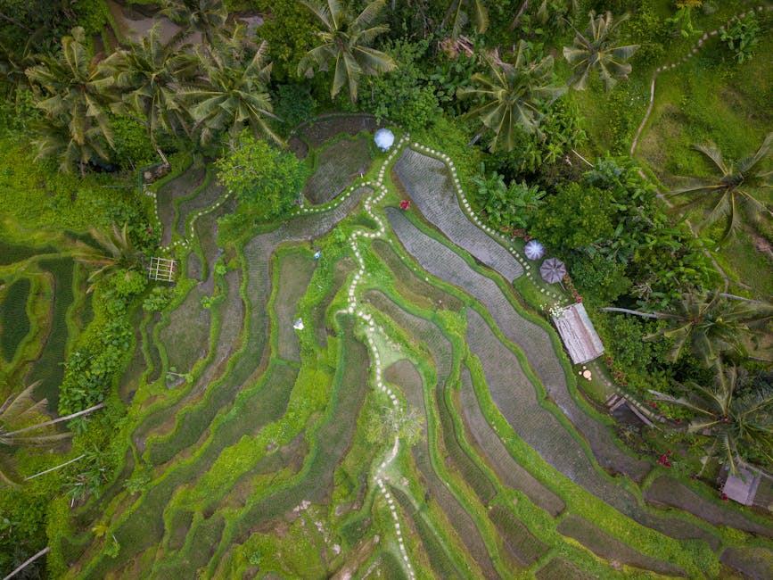 A breathtaking aerial view of lush green rice terraces in Bali