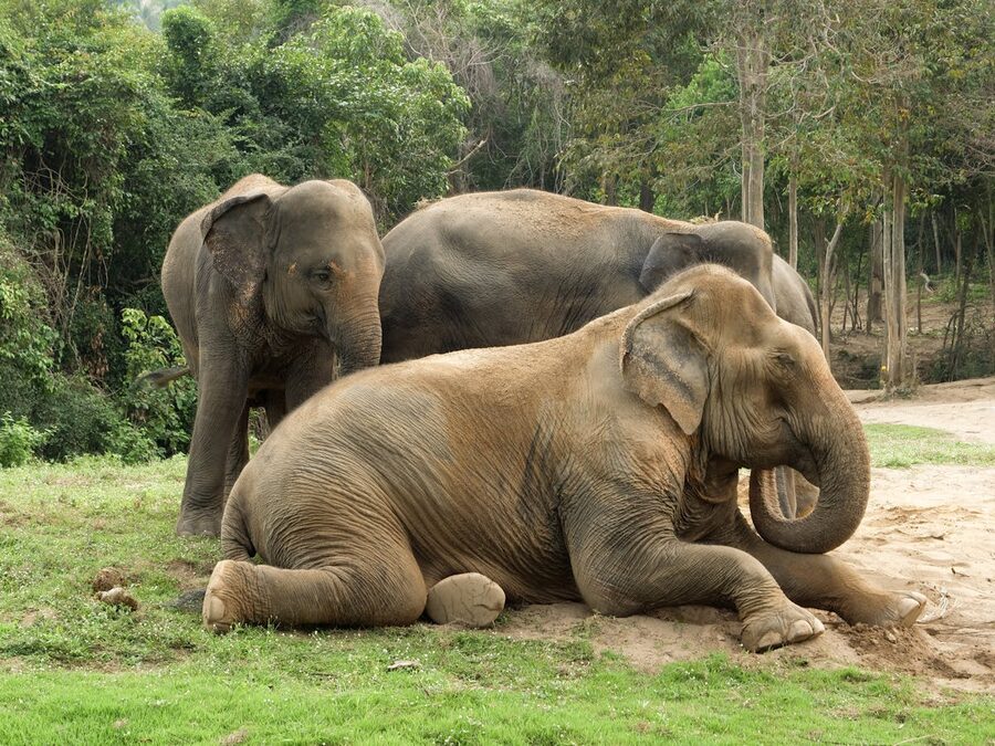 Three Asian elephants relaxing in a forest in Thailand