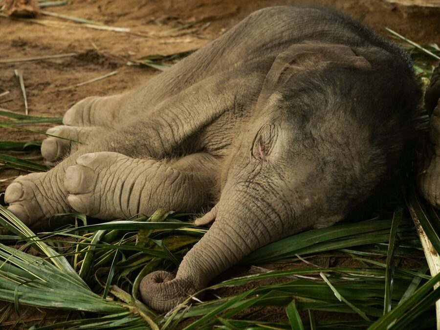 Baby Asian elephant resting on green foliage in Thailand